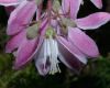 image of Deutzia 