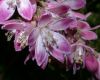 image of Deutzia 