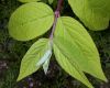 image of Deutzia 