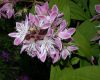 image of Deutzia 