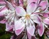 image of Deutzia 