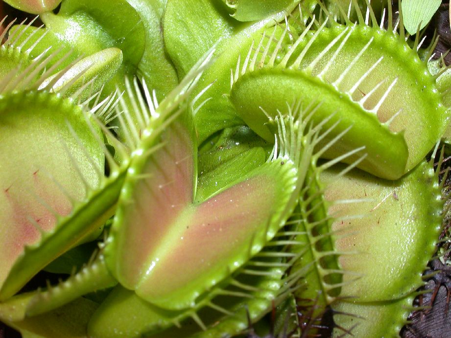 Droseraceae Dionaea muscipula