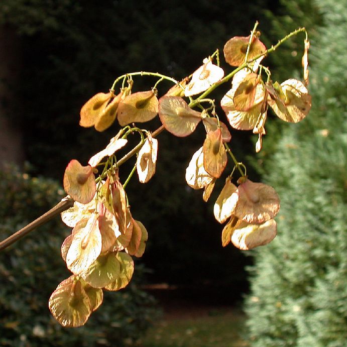 Aceraceae Dipteronia 
