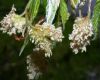 image of Fagus grandifolia