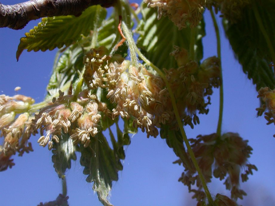 Fagaceae Fagus grandifolia