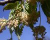 image of Fagus grandifolia