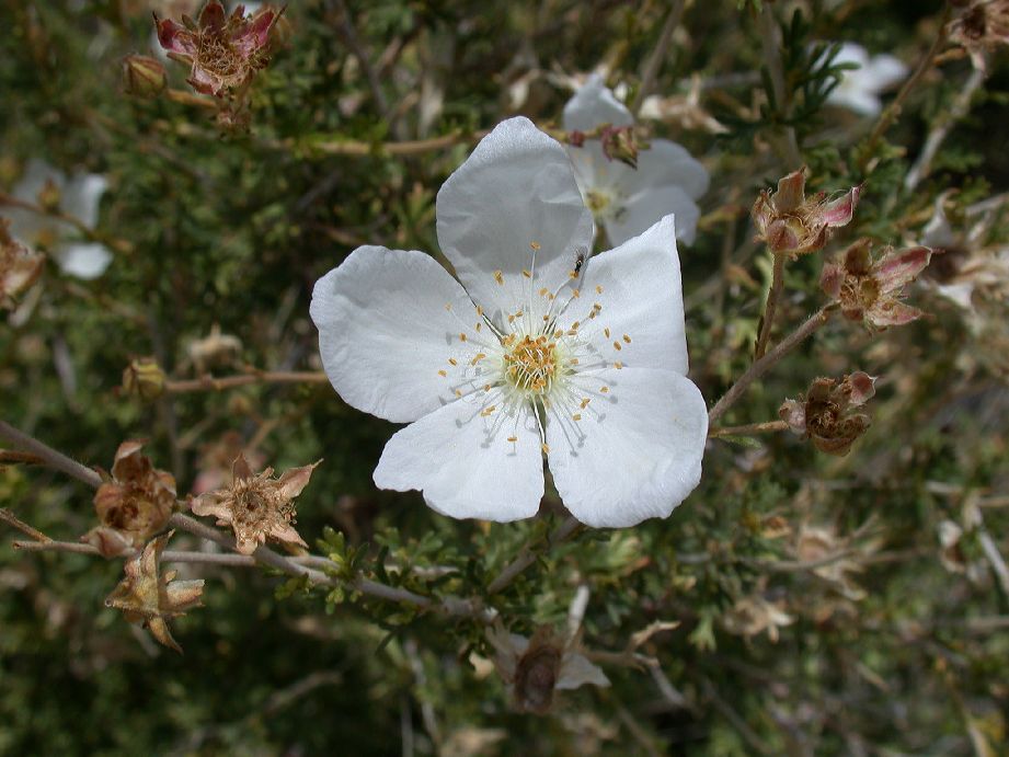 Rosaceae Fallugia paradoxa