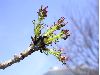 image of Fraxinus excelsior