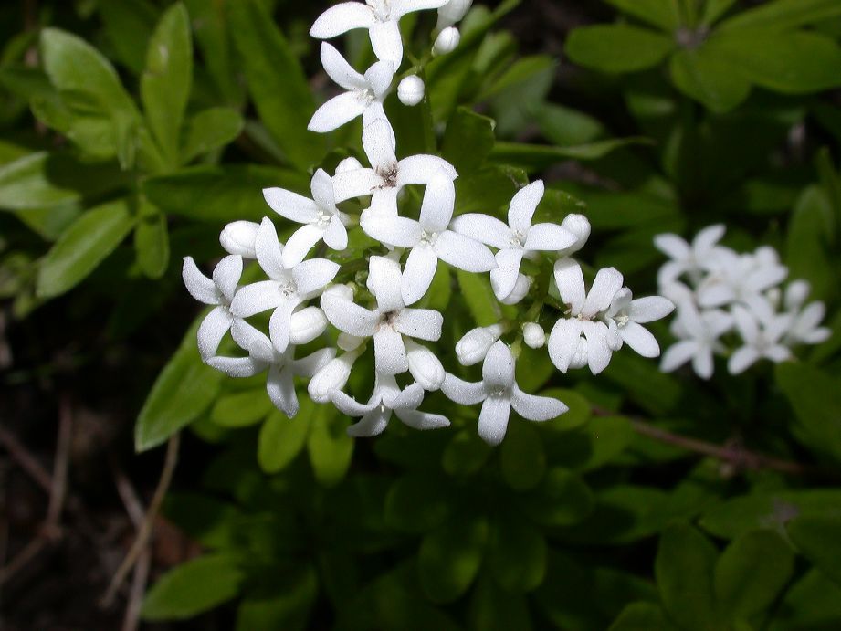 Rubiaceae Galium odoratum
