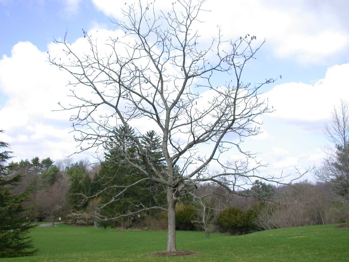 Fabaceae Gymnocladus dioica