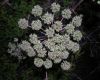 image of Heracleum 