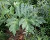 image of Heracleum mantegazzianum