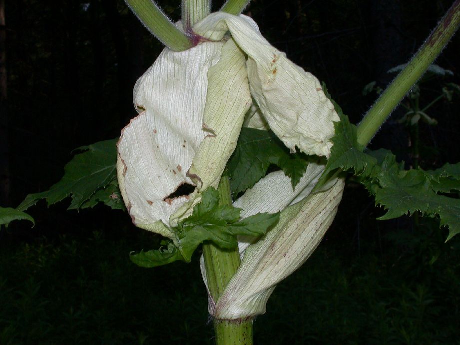 Apiaceae Heracleum mantegazzianum