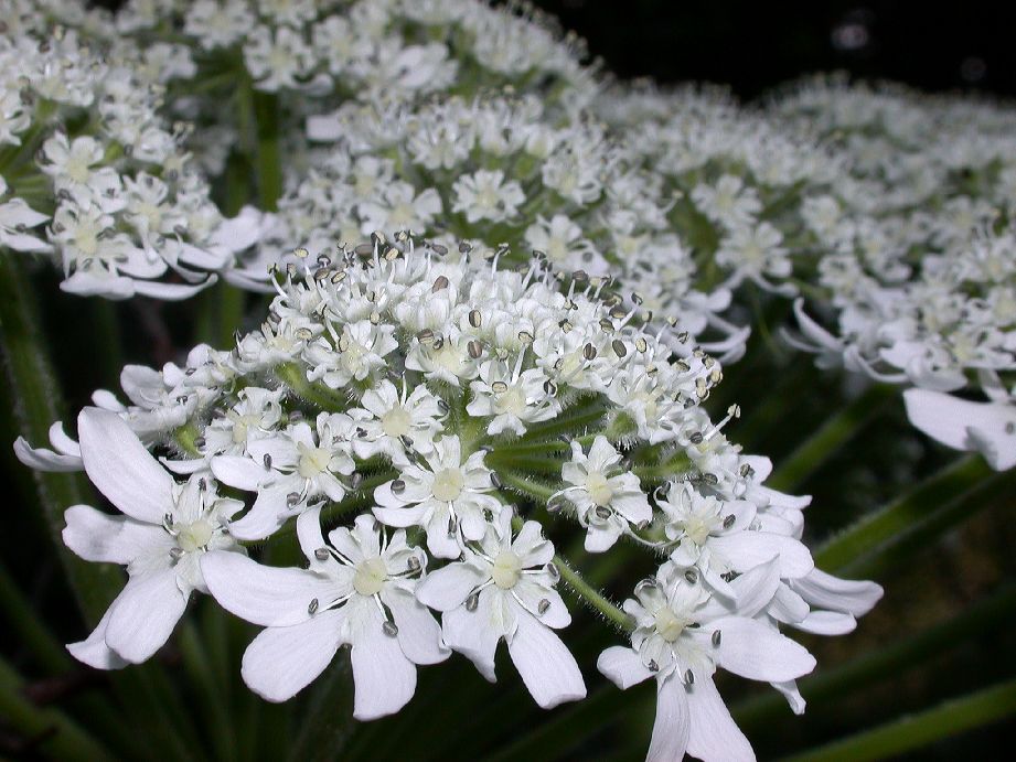 Apiaceae Heracleum mantegazzianum
