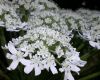 image of Heracleum mantegazzianum