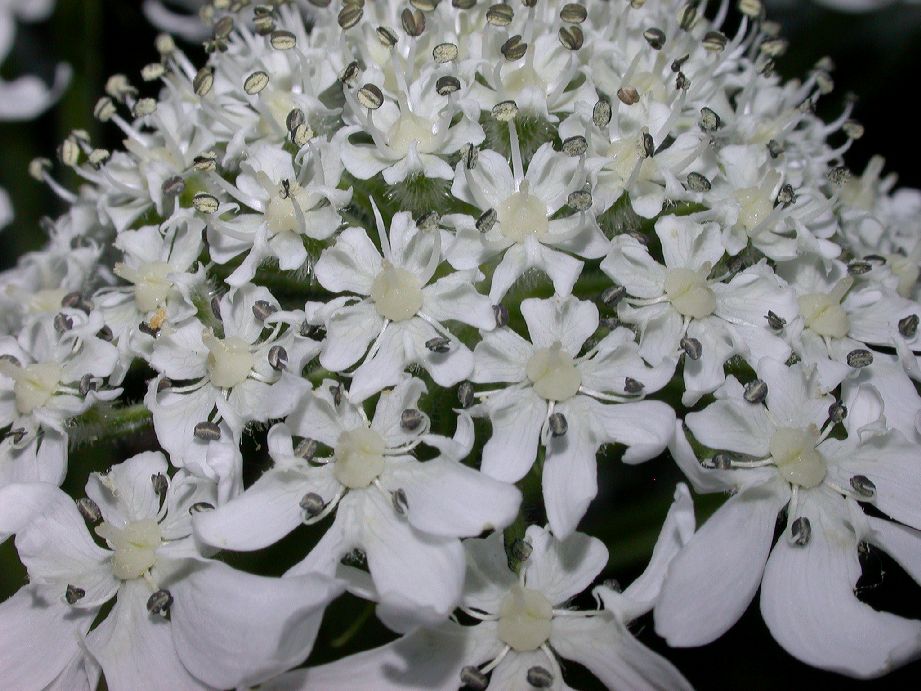 Apiaceae Heracleum mantegazzianum