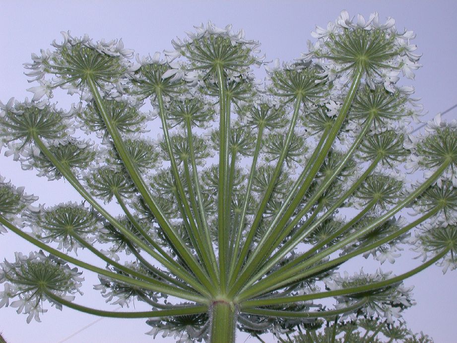 Apiaceae Heracleum mantegazzianum