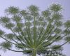 image of Heracleum mantegazzianum