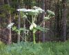 image of Heracleum mantegazzianum