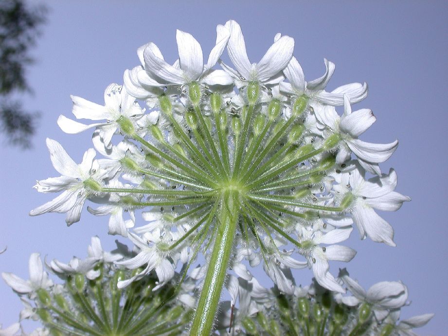 Apiaceae Heracleum mantegazzianum