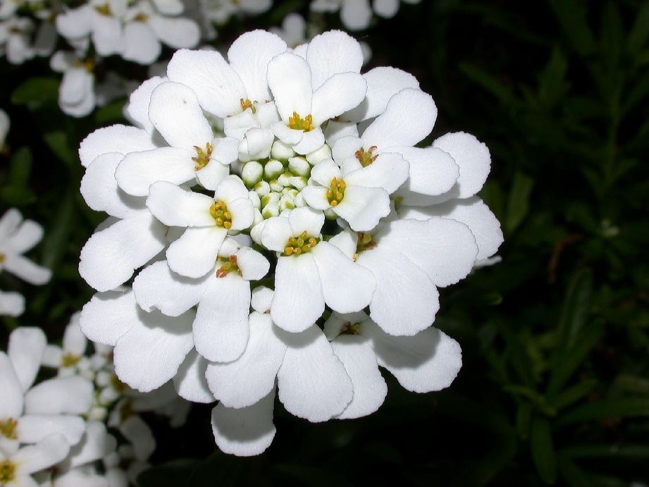 Brassicaceae Iberis 