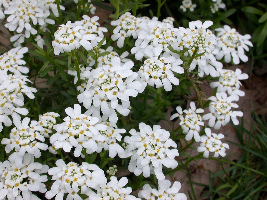 Brassicaceae Iberis 