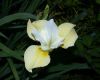 image of Iris 
