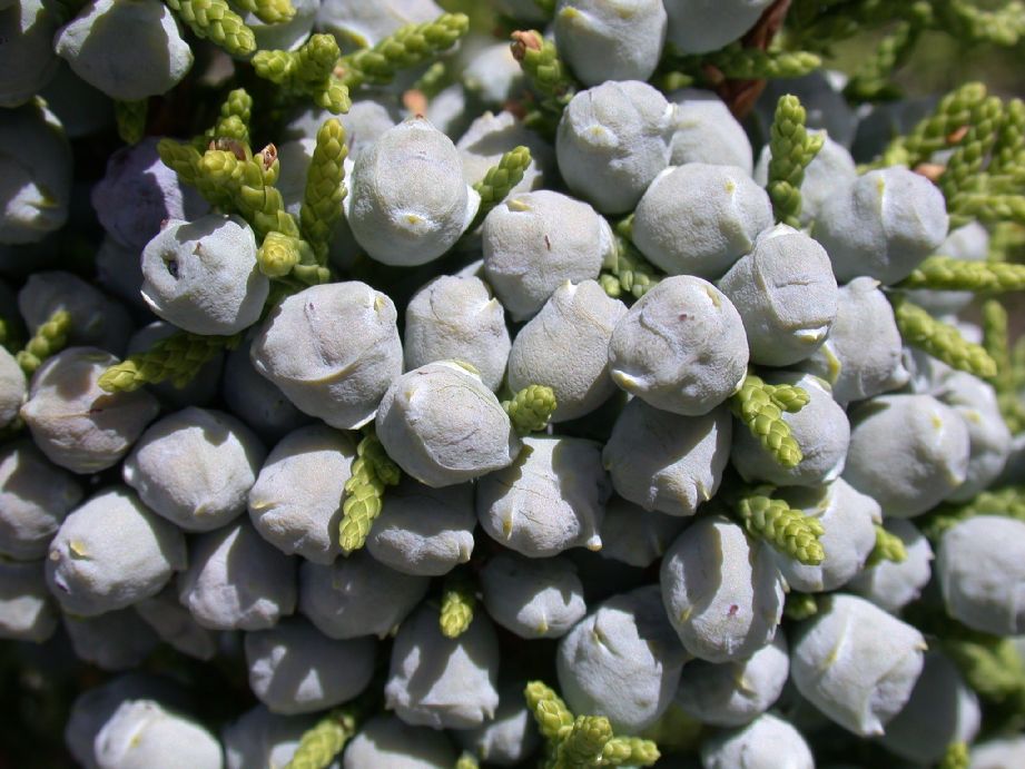 Cupressaceae Juniperus 