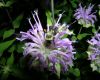 image of Bombus 