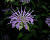 image of Monarda fistulosa