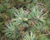 image of Pinus sylvestris