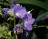 image of Polemonium caeruleum