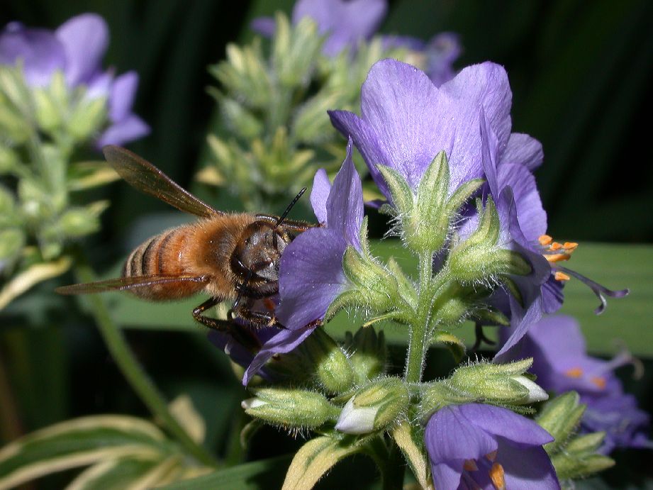 Apidae Apis mellifera