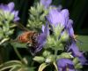 image of Apis mellifera