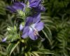 image of Polemonium caeruleum