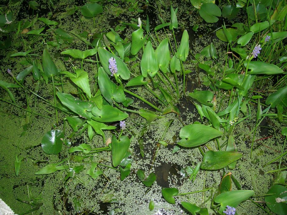 Pontederiaceae Pontederia cordata