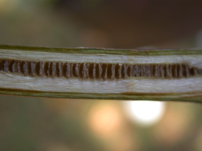 Juglandaceae Pterocarya stenoptera