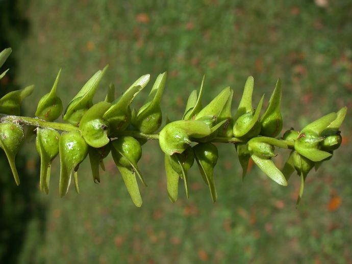 Juglandaceae Pterocarya stenoptera