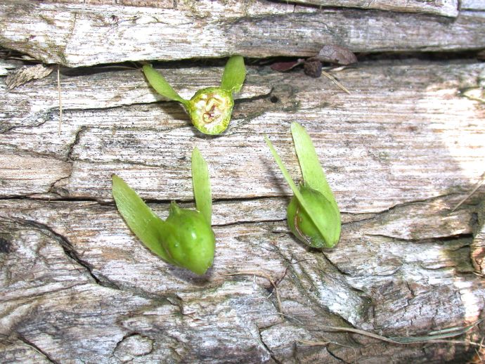 Juglandaceae Pterocarya stenoptera