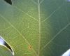 image of Quercus alba