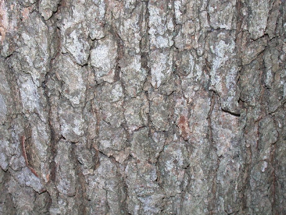 Fagaceae Quercus alba