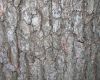 image of Quercus alba