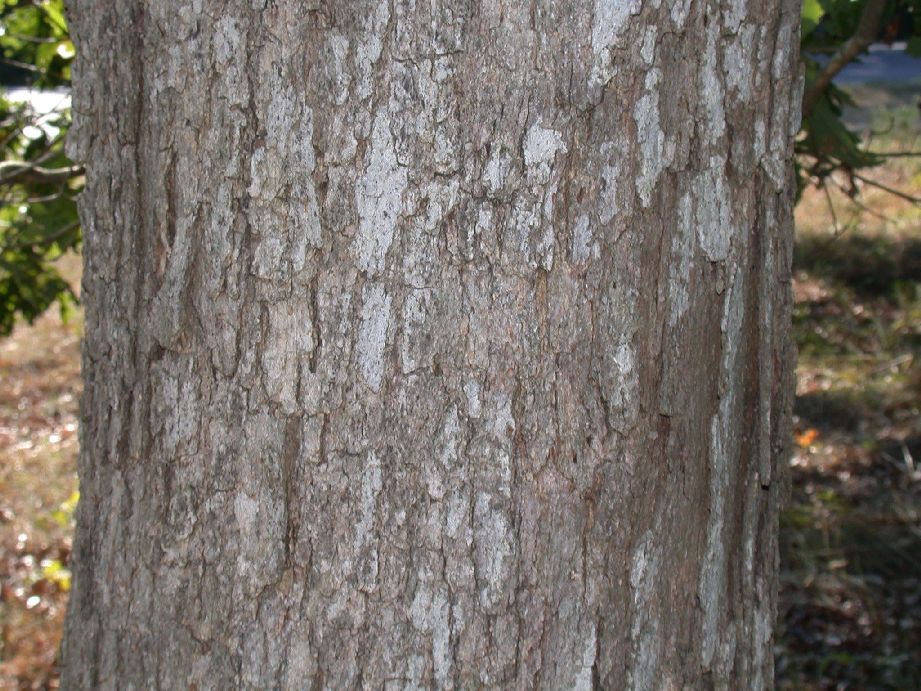 Fagaceae Quercus alba