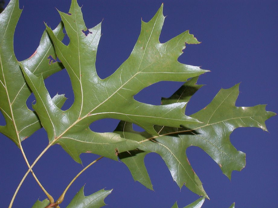 Fagaceae Quercus coccinea