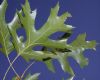 image of Quercus coccinea