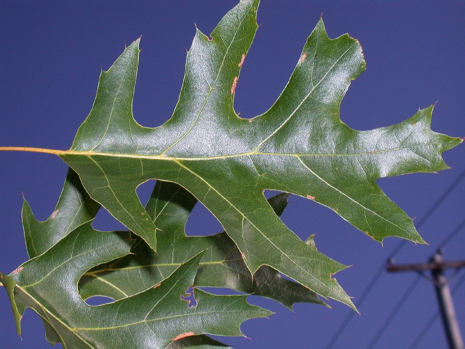 Fagaceae Quercus coccinea
