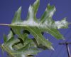 image of Quercus coccinea