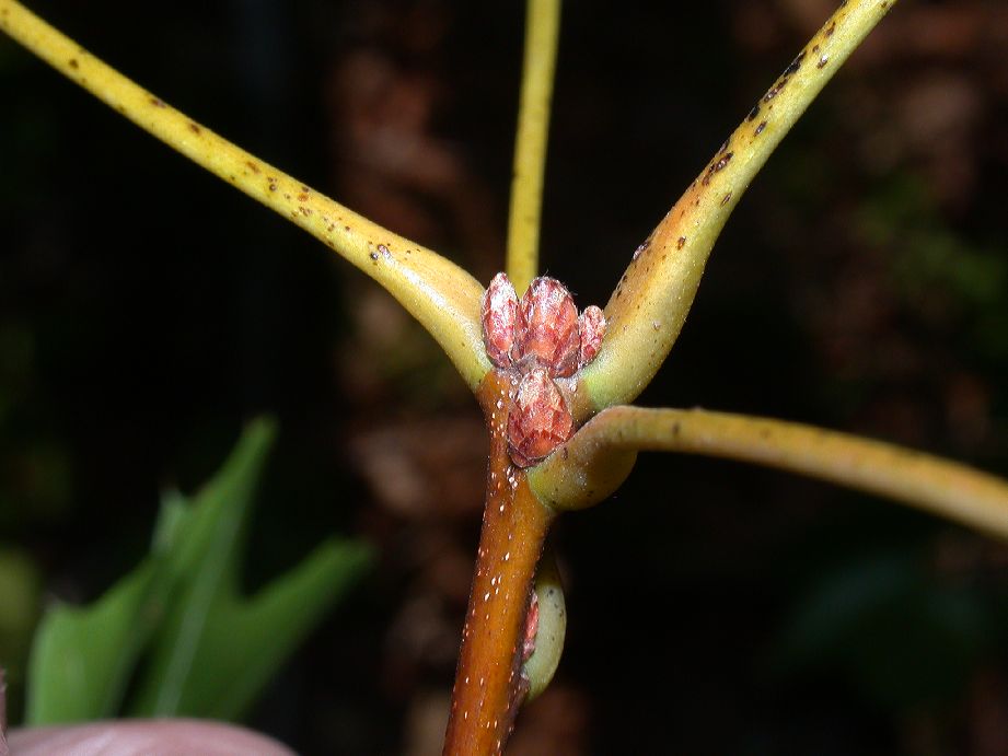 Fagaceae Quercus coccinea