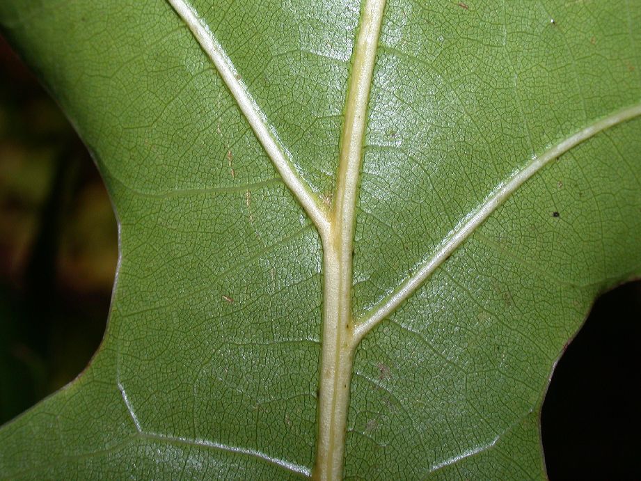 Fagaceae Quercus coccinea