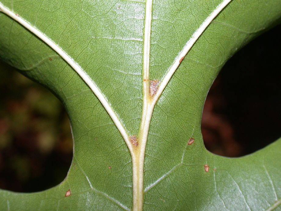 Fagaceae Quercus coccinea
